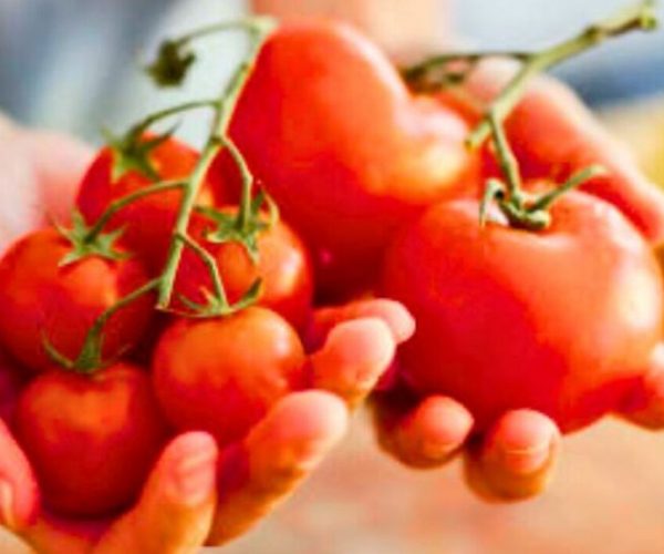 Best place to store tomatoes to keep them fresh – stop them rotting or going mouldy