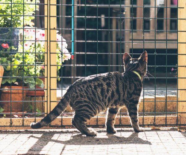 Everything you need to build your cat a catio this year