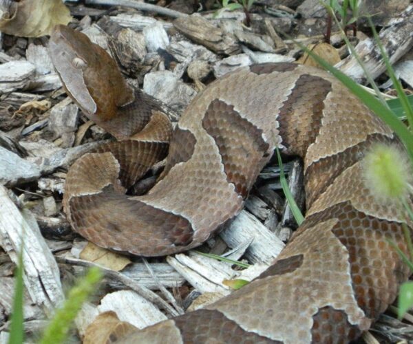 Venomous snake warnings from officials in New Jersey: ‘Never touch it’