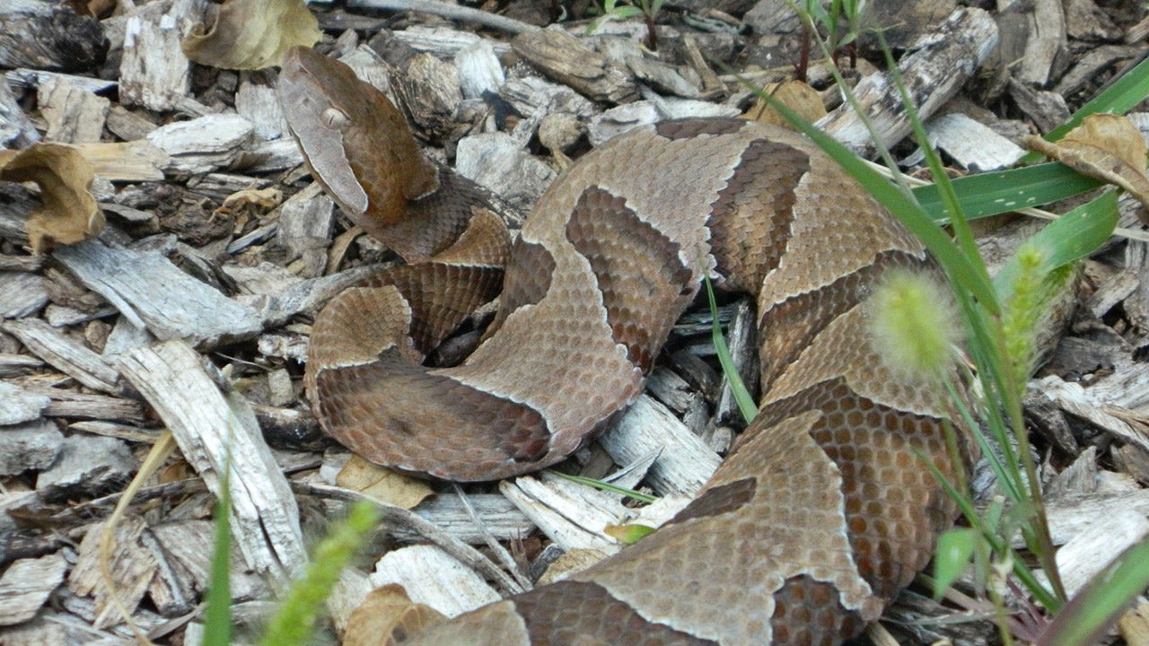 Venomous snake warnings from officials in New Jersey: ‘Never touch it’