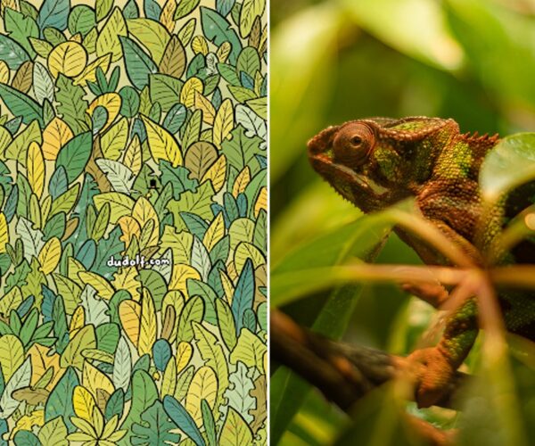 Find 3 camouflaged chameleons in this challenging puzzle