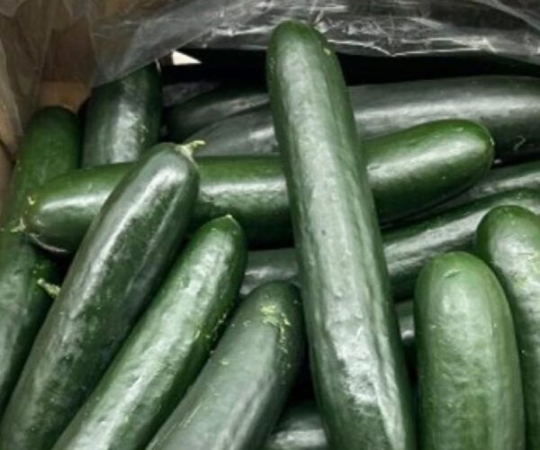 Cucumbers recalled in 26 states over possible salmonella contamination