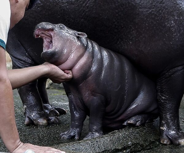 Thailand’s viral baby hippo Moo Deng predicts Donald Trump will win 2024 US presidential election