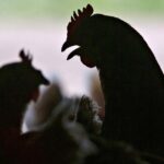 U.S. reports first severe human case of bird flu